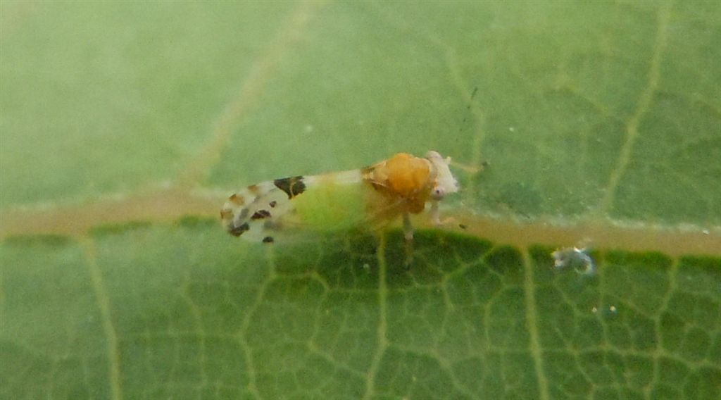 Cacopsylla pulchella/Psilla dell''albero di Giuda